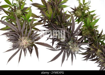 Primo piano di gemme di marijuana appese capovolte su sfondo bianco, fiori di cannabis freschi raccolti preparati per l'essiccazione Foto Stock