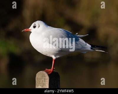 Gabbiano con testa nera [ Chroicocephhalus ridibundus ] nell'estuario del Severn nel Regno Unito Foto Stock