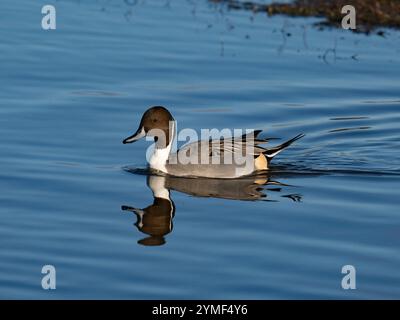 Wild pintail a Slimbridge WWT nel Gloucestershire Regno Unito [ Anas acuta ] Foto Stock