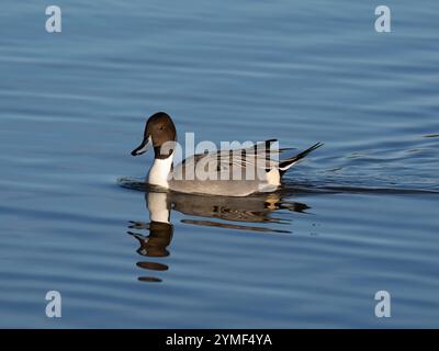 Wild pintail a Slimbridge WWT nel Gloucestershire Regno Unito [ Anas acuta ] Foto Stock