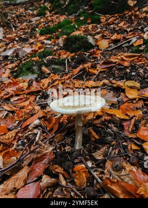 Un fungo è seduto sopra un mucchio di foglie. Le foglie sono arancioni e marroni, e il fungo è bianco. La scena è tranquilla e serena Foto Stock