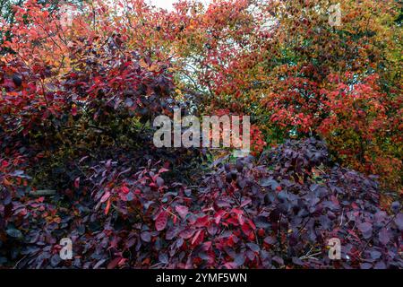 Le ricche sfumature di rosso e viola dominano il paesaggio autunnale di questo giardino. Foto Stock