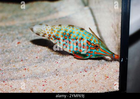 Filefish maculato d'arancia, Oxymonacanthus longirostris Foto Stock