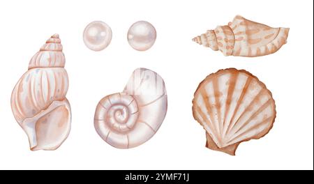 Set di acquerelli e perle. Grande pacchetto di illustrazioni disegnate a mano di Sea Shells su sfondo isolato. Clipart sottomarino con elementi per Foto Stock