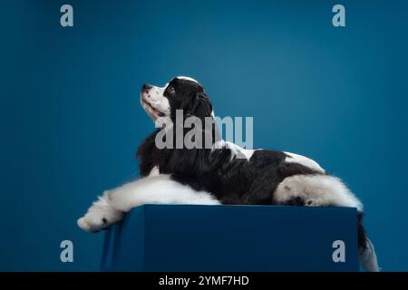 Un Cocker Spaniel americano giace rilassato su uno sfondo blu con la testa appoggiata su una superficie. La posa calma del cane e l'espressione morbida trasmettono un Foto Stock
