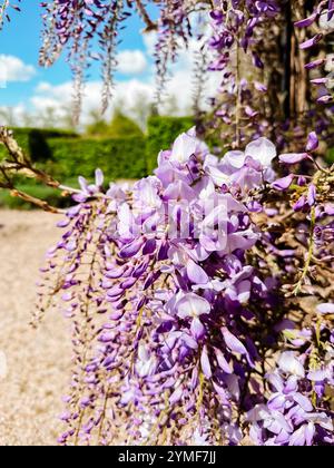 Un vitigno di glicine viola con fiori in fiore. Ideale per mostrare la bellezza e l'eleganza di questi splendidi fiori a cascata. Foto Stock