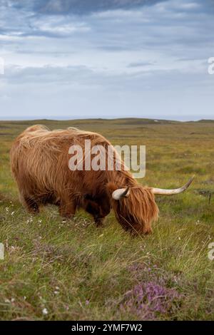 Bestiame delle Highland che pascolano nella brughiera delle Highlands scozzesi. Scozia, Regno Unito. Foto Stock