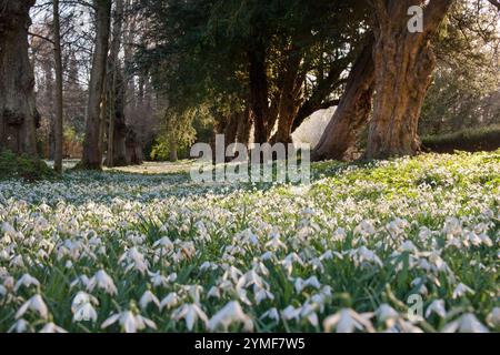 snowdrops (galanthus) in Welford Park estate, Newbury, Berkshire, England Foto Stock
