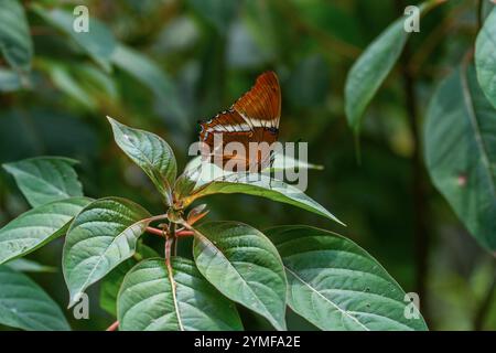 farfalla marrone con arancio e bianco nota come siproeta epaphus (nymphalidae) arroccata su una foglia verde in natura Foto Stock