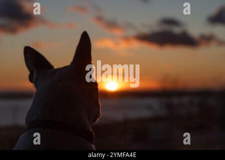 Luce da un tramonto dorato che illumina la pelliccia intorno al volto di un cane Boston Terrier e getta lei e le sue orecchie distintive nella silhouette. Poco profondo Foto Stock