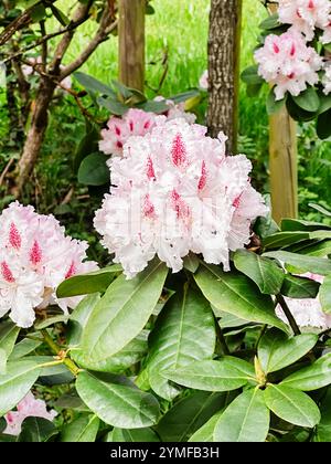 Un mazzo di fiori rosa con centri bianchi fioriscono in un giardino. I fiori sono circondati da foglie verdi e sono in piena fioritura. Concetto di beau Foto Stock