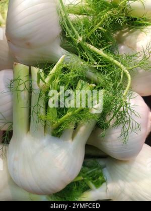 Ingredienti freschi: Finocchio croccante con foglie verdi per Fotografia alimentare e progettazione grafica. Vendemmia di finocchio: Immagine naturale ideale per ricette, blog Foto Stock