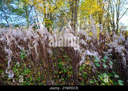 Primo piano di piante selvatiche secche e ricci in una foresta autunnale, con fogliame dorato e luce solare che filtra tra tra gli alberi. Foto Stock