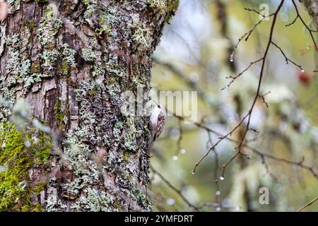 Un uccello treecreeper arroccato su un tronco di albero coperto di muschio in una foresta, circondato da rami autunnali sfocati. Foto Stock
