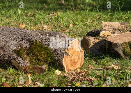 Tronco di alberi caduto con corteccia coperta di muschio e grano di legno esposto, giacente su terreno erboso in mezzo a foglie autunnali sparse alla luce del sole. Foto Stock