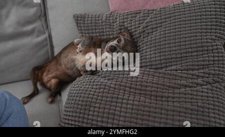 Un cane chihuahua anziano che si rilassa su un divano in una camera accogliente Foto Stock