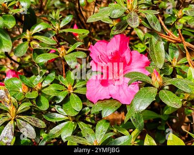 Un fiore rosa è in primo piano di un cespuglio verde. Il fiore è circondato da foglie verdi ed è il punto focale principale dell'immagine Foto Stock