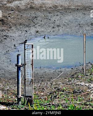 L'uccello poggia su un punto di misurazione del livello dell'acqua sul canale di controllo delle inondazioni di Alameda Creek, a Union City, California Foto Stock