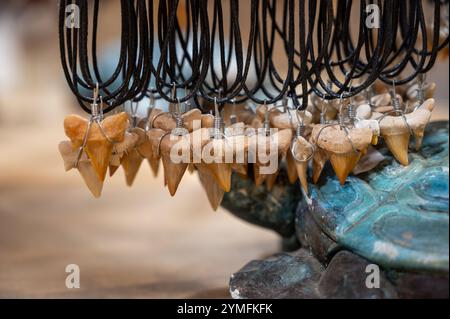 Con una collana di denti di squalo fossile molto vecchia in negozio Foto Stock