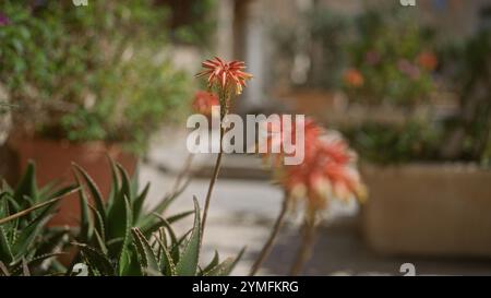 Una pittoresca scena all'aperto in puglia, italia, presenta piante di aloe vera in fiore con vibranti fiori d'arancio, circondate da verde fogliame e terracotte Foto Stock