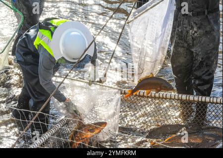 Mesa, Arizona, Stati Uniti. 21 novembre 2024. I pesci White amur, essenziali per il controllo della vegetazione acquatica, vengono trasferiti durante la manutenzione del sistema di canali del Salt River Project nell'Arizona centrale, che fornisce acqua per uso agricolo, industriale e municipale a 2,5 milioni di residenti nell'area di Phoenix. Gli equipaggi hanno drenato sezioni della rete di canali di 131 miglia come parte della sua manutenzione annuale, che include riparazioni e rimozione del limo. Il pesce bianco amur aiuta a ridurre la necessità di trattamenti chimici controllando naturalmente la crescita delle piante nei canali. (Immagine di credito: © Eduardo Barraza/ZUMA Press Wire) E. Foto Stock