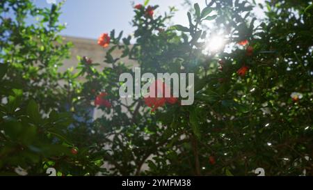 Vibranti fiori di melograno crogiolati alla luce del sole da un albero in un giardino all'aperto in puglia, italia, creano un ambiente suggestivo e lussureggiante con rosso brillante Foto Stock