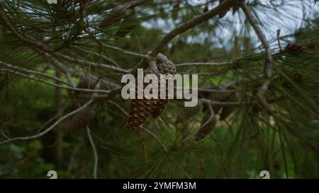 Primo piano dei coni di pinus halepensis del pino d'aleppo in un'area boschiva della puglia, nell'italia meridionale, che mostra la naturale consistenza e i dettagli intricati della t Foto Stock