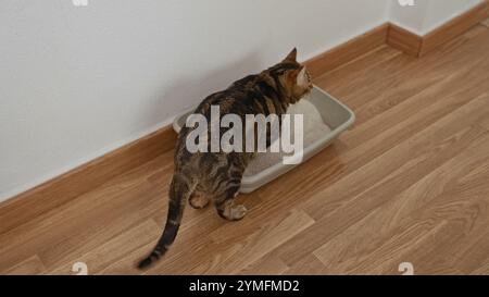 Un gatto da tavola sta usando una scatola per la lettiera su un pavimento in legno in un ambiente domestico interno. Foto Stock