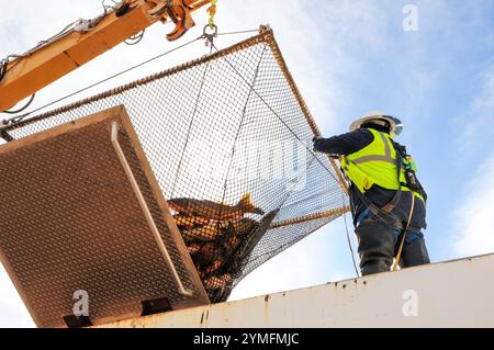 Mesa, Arizona, Stati Uniti. 21 novembre 2024. I pesci White amur, essenziali per il controllo della vegetazione acquatica, vengono trasferiti durante la manutenzione del sistema di canali del Salt River Project nell'Arizona centrale, che fornisce acqua per uso agricolo, industriale e municipale a 2,5 milioni di residenti nell'area di Phoenix. Gli equipaggi hanno drenato sezioni della rete di canali di 131 miglia come parte della sua manutenzione annuale, che include riparazioni e rimozione del limo. Il pesce bianco amur aiuta a ridurre la necessità di trattamenti chimici controllando naturalmente la crescita delle piante nei canali. (Immagine di credito: © Eduardo Barraza/ZUMA Press Wire) E. Foto Stock