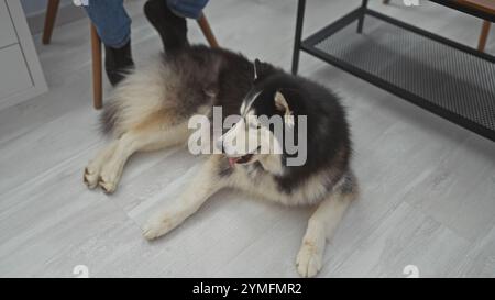 Un husky sorridente giace sul pavimento accanto ai piedi di una persona in un ambiente interno pulito e moderno. Foto Stock