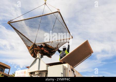 Mesa, Arizona, Stati Uniti. 21 novembre 2024. I pesci White amur, essenziali per il controllo della vegetazione acquatica, vengono trasferiti durante la manutenzione del sistema di canali del Salt River Project nell'Arizona centrale, che fornisce acqua per uso agricolo, industriale e municipale a 2,5 milioni di residenti nell'area di Phoenix. Gli equipaggi hanno drenato sezioni della rete di canali di 131 miglia come parte della sua manutenzione annuale, che include riparazioni e rimozione del limo. Il pesce bianco amur aiuta a ridurre la necessità di trattamenti chimici controllando naturalmente la crescita delle piante nei canali. (Immagine di credito: © Eduardo Barraza/ZUMA Press Wire) E. Foto Stock