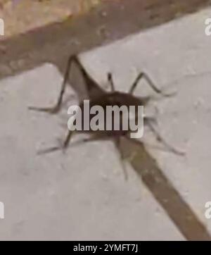 Cricket di cammello in serra (tachicines asynamorus) Foto Stock