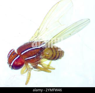 Volo di fichi africani (Zaprionus indianus) Foto Stock