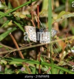 Skipper tropicale (Burnsius oileus) Foto Stock