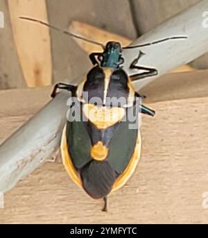 Insetto predatore della Florida (Euthyrhynchus floridanus) Foto Stock