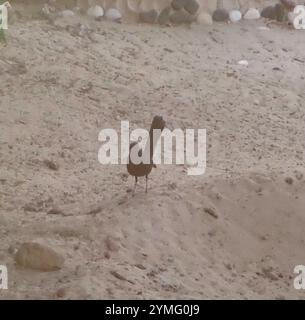 Black Scrub-Robin (Cercotrichas podobe) Foto Stock