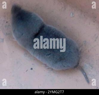 Gamberetto a coda corta meridionale (Blarina carolinensis) Foto Stock