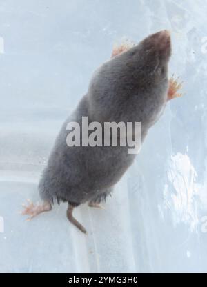 Gamberetto a coda corta meridionale (Blarina carolinensis) Foto Stock