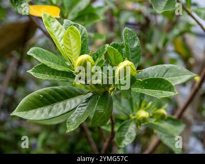 Boccioli di fiori di Gardenia e foglie di verde scuro con goccioline d'acqua nel giardino Foto Stock