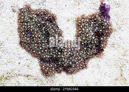 Polipi Green Star, Pachyclavularia spp Foto Stock