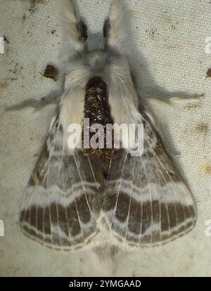 Tolype Moth grande (Tolype velleda) Foto Stock