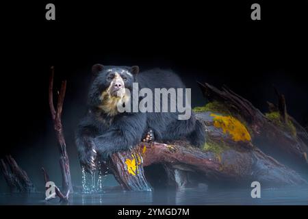 sudamericano Spectacled Bear (Tremarctos ornatus). Foto Stock