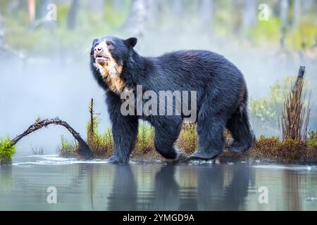 sudamericano Spectacled Bear (Tremarctos ornatus). Foto Stock