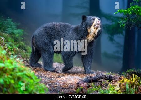 sudamericano Spectacled Bear (Tremarctos ornatus). Foto Stock