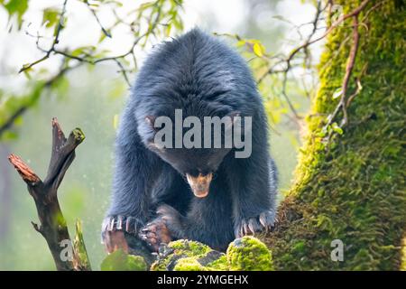 sudamericano Spectacled Bear (Tremarctos ornatus). Foto Stock