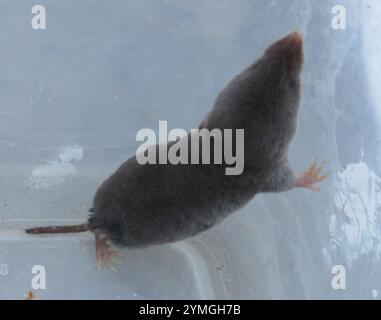 Gamberetto a coda corta meridionale (Blarina carolinensis) Foto Stock