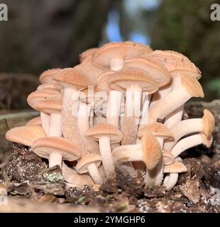 Fungo di miele senza anelli (Desarmillaria caespitosa) Foto Stock