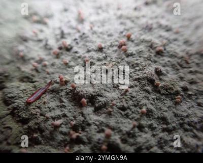 Brown Beret Lichen (Baeomyces rufus) Foto Stock