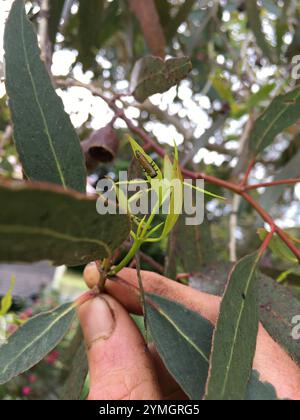 Coleottero tartaruga all'eucalipto (Paropsis charybdis) Foto Stock