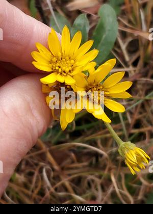 Maryland Golden-aster (Chrysopsis mariana) Foto Stock